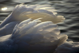 Humanos de un ala...